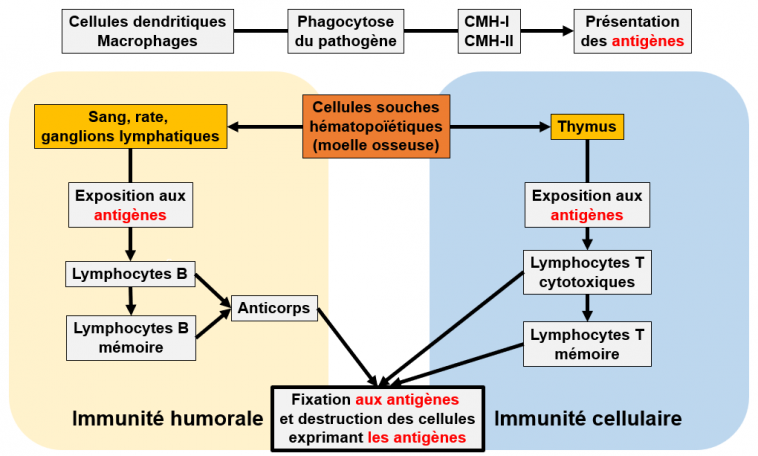 Immunite adaptative 2