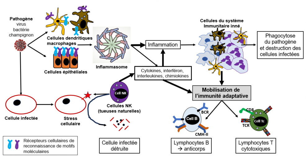 Immunite innee 6