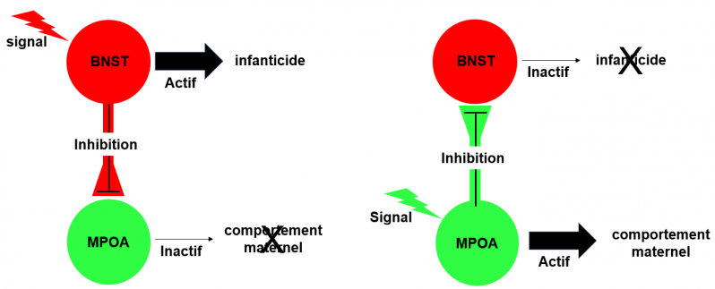 Inhibition reciproque