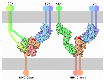 Interaction tcr mhc