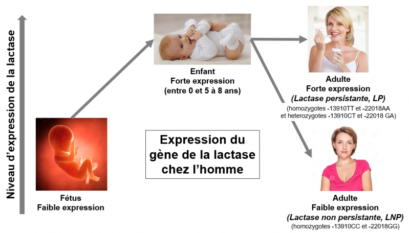 Intestin et lactase