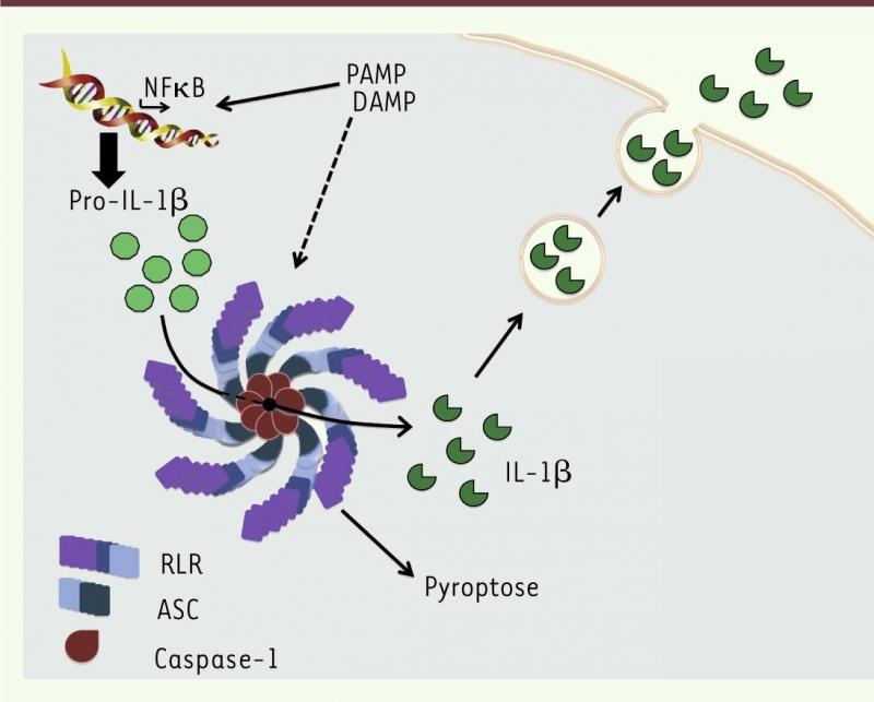 Jamiloux medsci2013 fig2