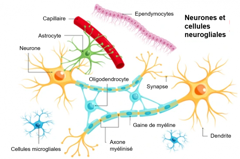 Les cellules du cerveau li x et al 2018