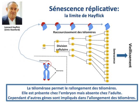 Limite de hayflick