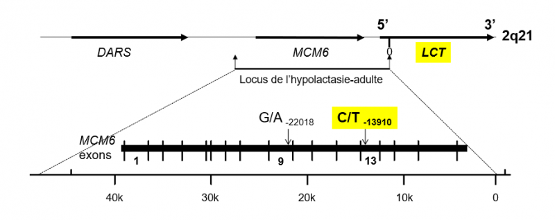 Locus lct mcm6