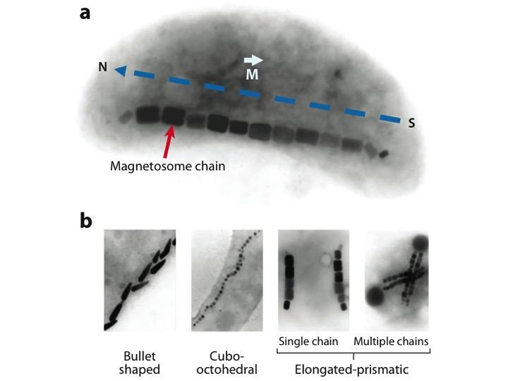 Magnetosome