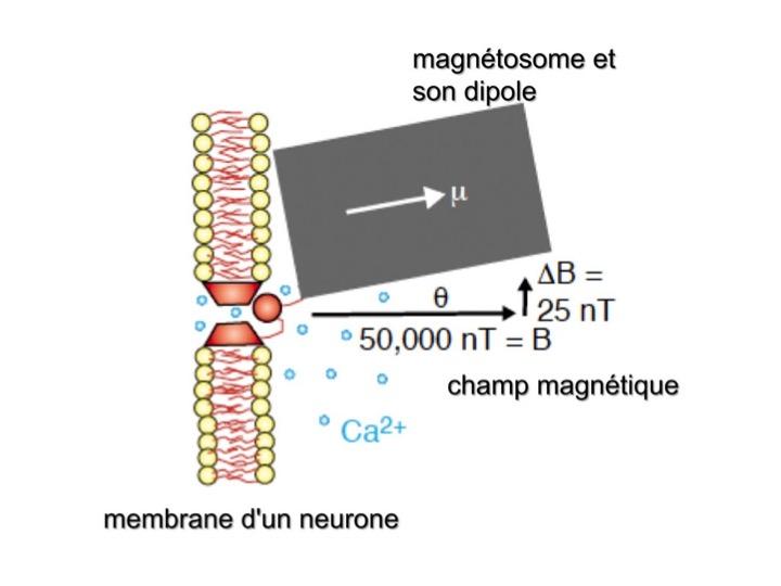 Magnetosomes neurone champ mag