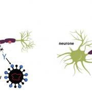 Mimetisme ebna 1 et glialcam