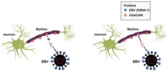 Mimetisme ebna 1 et glialcam