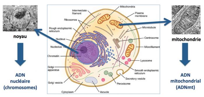 Mitochondrie 1