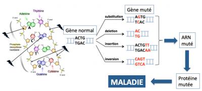 Mutation dans le ge ne