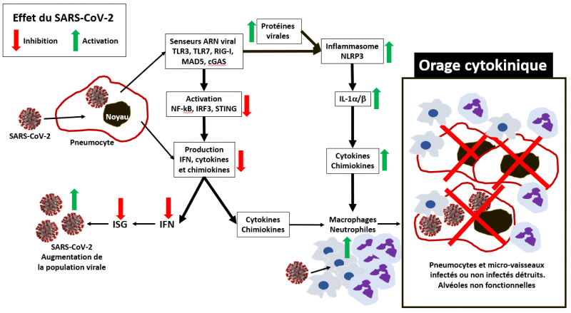 Orage cytokines