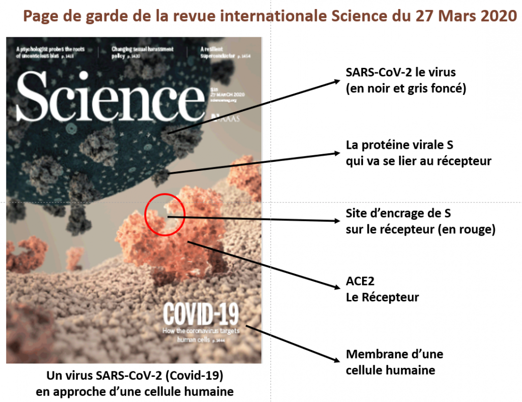 Page De Garde Covid 19 SARS-CoV-2 et Covid-19
