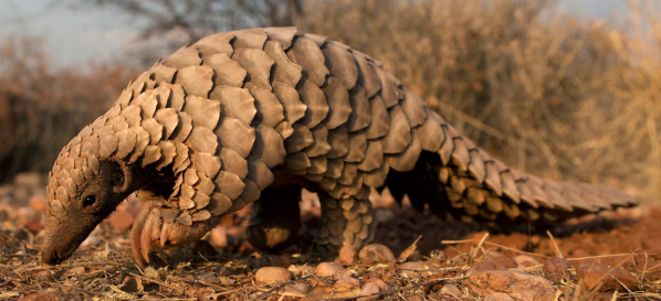 Pangolin national geographics