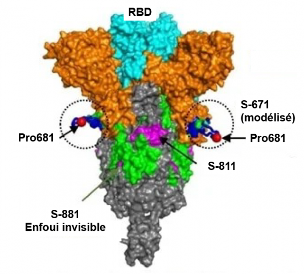 Proteine s antigene et epitopes