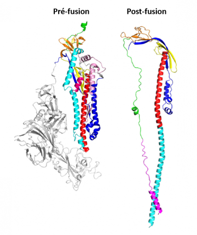 Proteine s en pre et post fusion fan et al