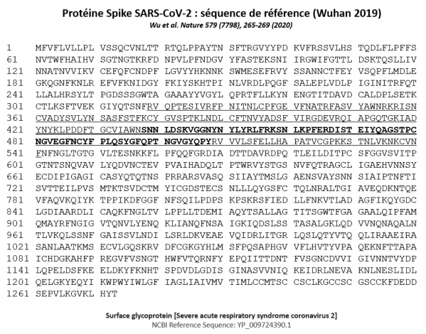 Proteine spike sequence de reference