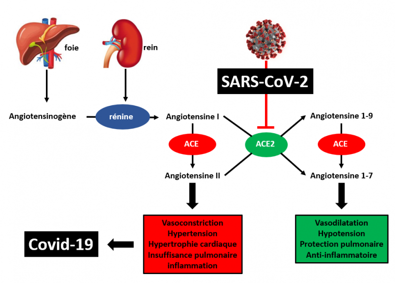 Ras sars cov 2 et covid 19