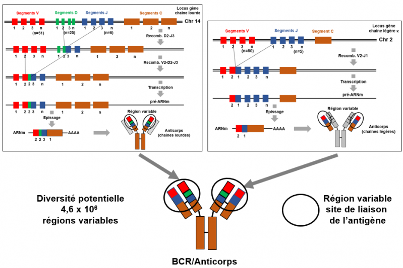 Recombinaison bcr et anticorps