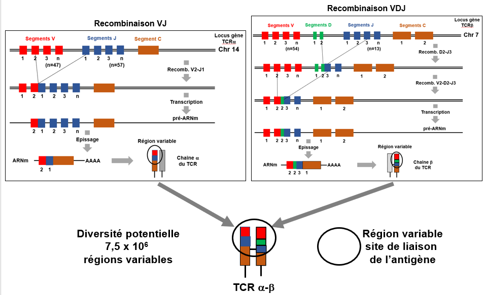 Recombinaisons tcr