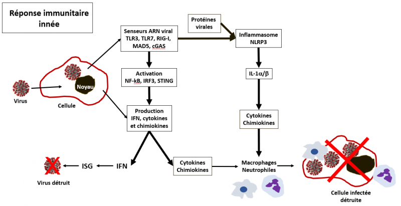 Reponse immunitaire innee