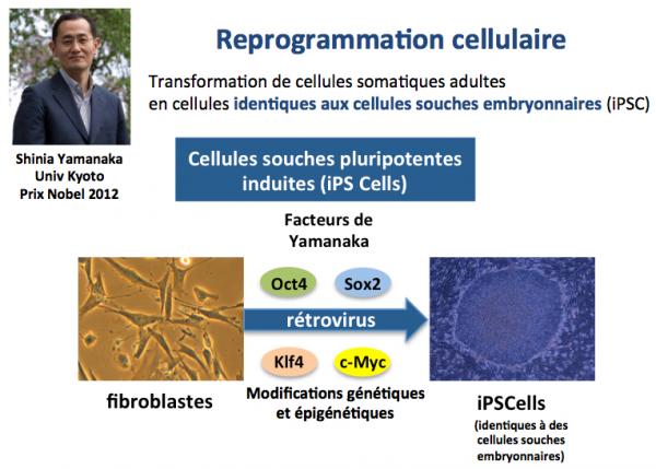 Reprogrammation cellulaire