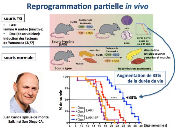 Reprogrammation partielle in vivo