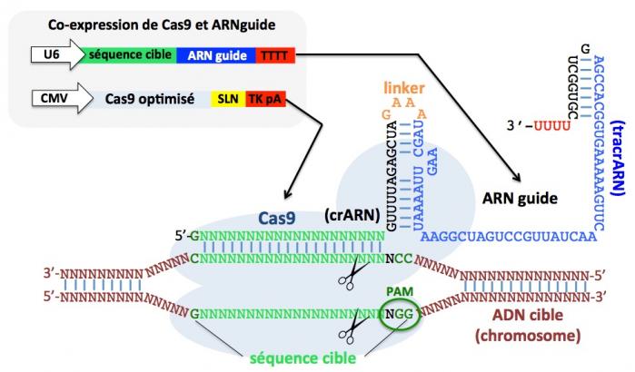 Sche ma crispr cas9