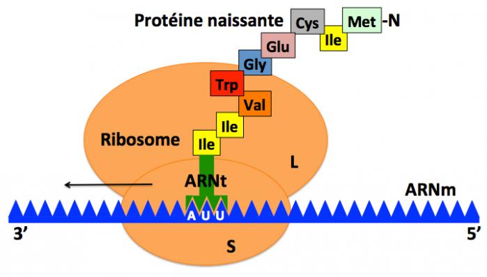 Sche ma ribosome