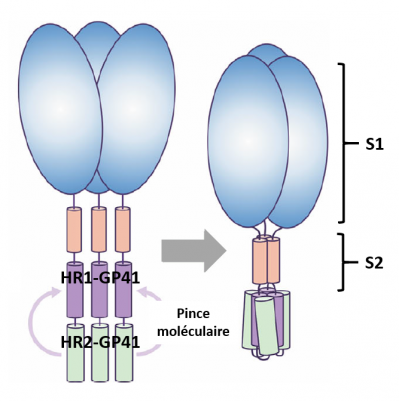 Schema pince moleculaire young et al