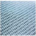 Sequence adn