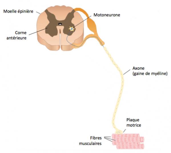 Sma fig1