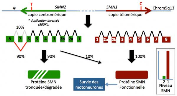 Sma fig2