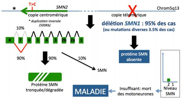 Sma fig3