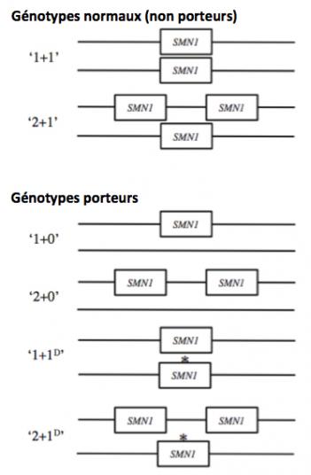 Sma fig4