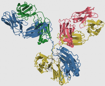 Structure d un anticorps au rx berman et al 2000