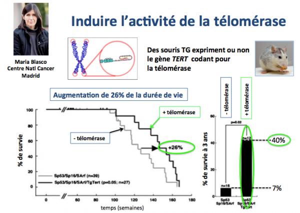 Telomerase