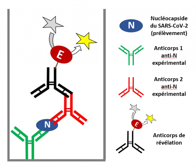 Test antigenique elisa