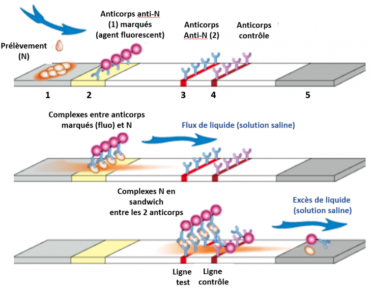 Test antigenique rapide