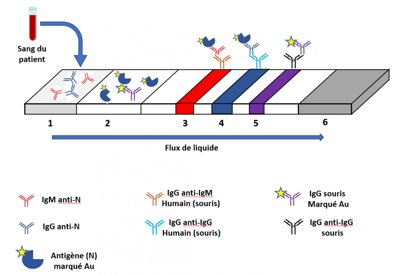 Test serologique rapide