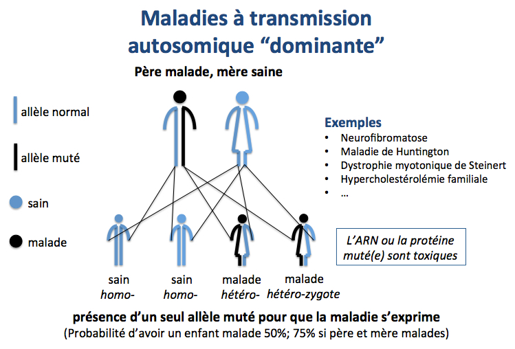 Transmission dominante 2