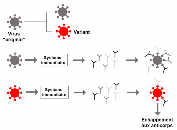 Variant et immunoresistance