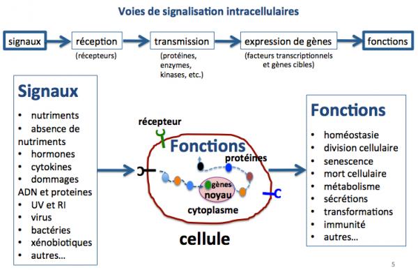 Voies de signalisation intracell